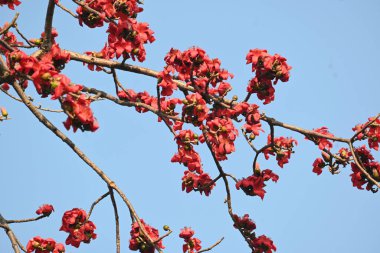 Bombax ceiba ağacı çiçeği. Yaygın adı pamuk ağacı, Malabar pamuk ağacı, kırmızı ipek pamuk ağacı, kırmızı pamuk ağacı, ipek pamuk ağacı ve kapok..