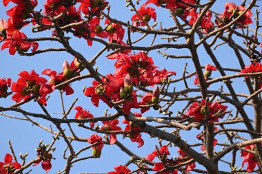 Bombax ceiba ağacı çiçeği. Yaygın adı pamuk ağacı, Malabar pamuk ağacı, kırmızı ipek pamuk ağacı, kırmızı pamuk ağacı, ipek pamuk ağacı ve kapok..