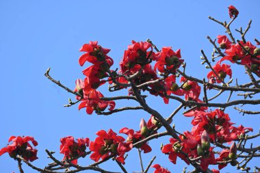 Bombax ceiba ağacı çiçeği. Yaygın adı pamuk ağacı, Malabar pamuk ağacı, kırmızı ipek pamuk ağacı, kırmızı pamuk ağacı, ipek pamuk ağacı ve kapok..