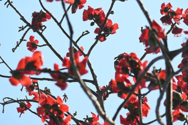 Bombax ceiba ağacı çiçeği. Yaygın adı pamuk ağacı, Malabar pamuk ağacı, kırmızı ipek pamuk ağacı, kırmızı pamuk ağacı, ipek pamuk ağacı ve kapok..