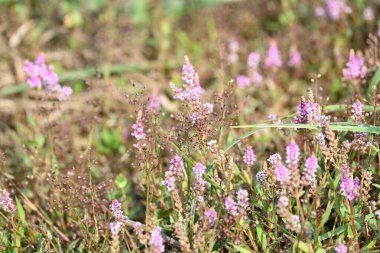 Cüce rotalası ya da Rotala rotundifolia çiçeği. Akvaryum bitki meraklılarının ilgisini çeken bir su bitkisidir çünkü Rotala cinsi içinde yetiştirilmesi en kolay bitkilerden biridir..