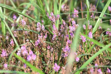 Cüce rotalası ya da Rotala rotundifolia çiçeği. Akvaryum bitki meraklılarının ilgisini çeken bir su bitkisidir çünkü Rotala cinsi içinde yetiştirilmesi en kolay bitkilerden biridir..