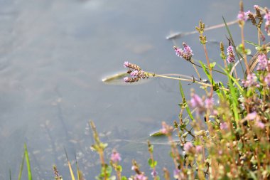 Cüce rotalası ya da Rotala rotundifolia çiçeği. Akvaryum bitki meraklılarının ilgisini çeken bir su bitkisidir çünkü Rotala cinsi içinde yetiştirilmesi en kolay bitkilerden biridir..
