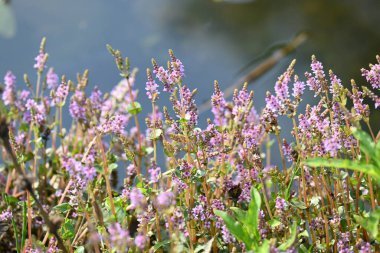 Cüce rotalası ya da Rotala rotundifolia çiçeği. Akvaryum bitki meraklılarının ilgisini çeken bir su bitkisidir çünkü Rotala cinsi içinde yetiştirilmesi en kolay bitkilerden biridir..