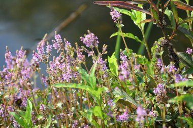 Cüce rotalası ya da Rotala rotundifolia çiçeği. Akvaryum bitki meraklılarının ilgisini çeken bir su bitkisidir çünkü Rotala cinsi içinde yetiştirilmesi en kolay bitkilerden biridir..
