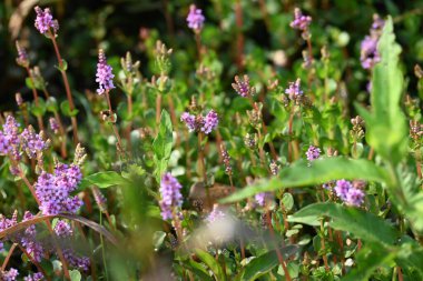 Cüce rotalası ya da Rotala rotundifolia çiçeği. Akvaryum bitki meraklılarının ilgisini çeken bir su bitkisidir çünkü Rotala cinsi içinde yetiştirilmesi en kolay bitkilerden biridir..