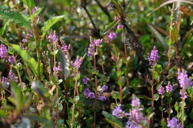 Cüce rotalası ya da Rotala rotundifolia çiçeği. Akvaryum bitki meraklılarının ilgisini çeken bir su bitkisidir çünkü Rotala cinsi içinde yetiştirilmesi en kolay bitkilerden biridir..