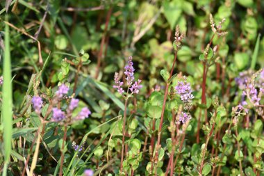 Cüce rotalası ya da Rotala rotundifolia çiçeği. Akvaryum bitki meraklılarının ilgisini çeken bir su bitkisidir çünkü Rotala cinsi içinde yetiştirilmesi en kolay bitkilerden biridir..