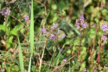Cüce rotalası ya da Rotala rotundifolia çiçeği. Akvaryum bitki meraklılarının ilgisini çeken bir su bitkisidir çünkü Rotala cinsi içinde yetiştirilmesi en kolay bitkilerden biridir..