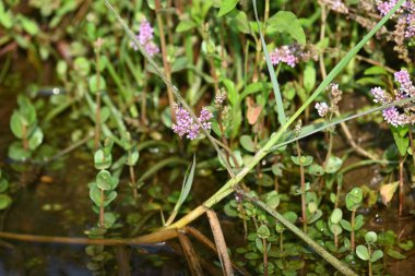 Cüce rotalası ya da Rotala rotundifolia çiçeği. Akvaryum bitki meraklılarının ilgisini çeken bir su bitkisidir çünkü Rotala cinsi içinde yetiştirilmesi en kolay bitkilerden biridir..