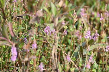 Cüce rotalası ya da Rotala rotundifolia çiçeği. Akvaryum bitki meraklılarının ilgisini çeken bir su bitkisidir çünkü Rotala cinsi içinde yetiştirilmesi en kolay bitkilerden biridir..