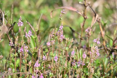 Cüce rotalası ya da Rotala rotundifolia çiçeği. Akvaryum bitki meraklılarının ilgisini çeken bir su bitkisidir çünkü Rotala cinsi içinde yetiştirilmesi en kolay bitkilerden biridir..