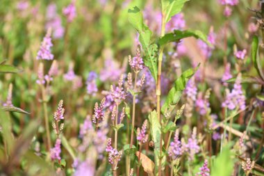 Cüce rotalası ya da Rotala rotundifolia çiçeği. Akvaryum bitki meraklılarının ilgisini çeken bir su bitkisidir çünkü Rotala cinsi içinde yetiştirilmesi en kolay bitkilerden biridir..