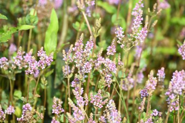 Cüce rotalası ya da Rotala rotundifolia çiçeği. Akvaryum bitki meraklılarının ilgisini çeken bir su bitkisidir çünkü Rotala cinsi içinde yetiştirilmesi en kolay bitkilerden biridir..