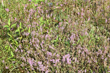 Cüce rotalası ya da Rotala rotundifolia çiçeği. Akvaryum bitki meraklılarının ilgisini çeken bir su bitkisidir çünkü Rotala cinsi içinde yetiştirilmesi en kolay bitkilerden biridir..