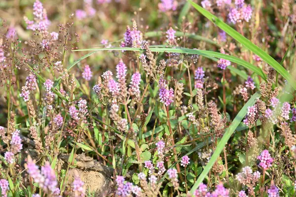 Cüce rotalası ya da Rotala rotundifolia çiçeği. Akvaryum bitki meraklılarının ilgisini çeken bir su bitkisidir çünkü Rotala cinsi içinde yetiştirilmesi en kolay bitkilerden biridir..