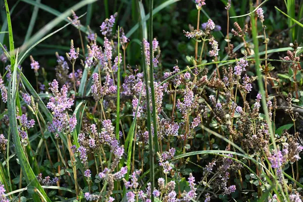 Cüce rotalası ya da Rotala rotundifolia çiçeği. Akvaryum bitki meraklılarının ilgisini çeken bir su bitkisidir çünkü Rotala cinsi içinde yetiştirilmesi en kolay bitkilerden biridir..
