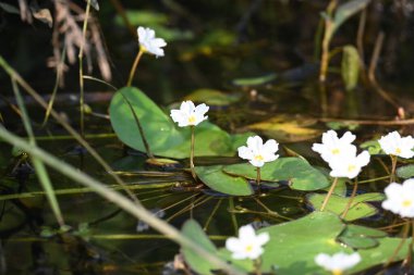 Nymphoides aquatica veya muz zambağı. Menyanthaceae 'de bir su bitkisi. Bu yaygın bir isim. Su muzu bitkisi, muz zambağı ve yüzen büyük sanat. Kökü muz gibidir. Beyaz zambak. 