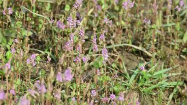 Cüce rotalası ya da Rotala rotundifolia çiçeği. Akvaryum bitki meraklılarının ilgisini çeken bir su bitkisidir çünkü Rotala cinsi içinde yetiştirilmesi en kolay bitkilerden biridir..