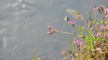 Cüce rotalası ya da Rotala rotundifolia çiçeği. Akvaryum bitki meraklılarının ilgisini çeken bir su bitkisidir çünkü Rotala cinsi içinde yetiştirilmesi en kolay bitkilerden biridir..