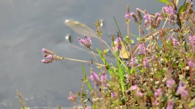 Cüce rotalası ya da Rotala rotundifolia çiçeği. Akvaryum bitki meraklılarının ilgisini çeken bir su bitkisidir çünkü Rotala cinsi içinde yetiştirilmesi en kolay bitkilerden biridir..