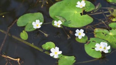 Nymphoides aquatica veya muz zambağı. Menyanthaceae 'de bir su bitkisi. Bu yaygın bir isim. Su muzu bitkisi, muz zambağı ve yüzen büyük sanat. Kökü muz gibidir. Beyaz zambak. 