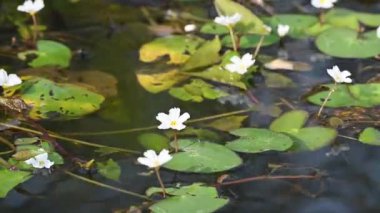 Nymphoides aquatica veya muz zambağı. Menyanthaceae 'de bir su bitkisi. Bu yaygın bir isim. Su muzu bitkisi, muz zambağı ve yüzen büyük sanat. Kökü muz gibidir. Beyaz zambak. 