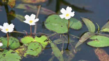 Nymphoides aquatica veya muz zambağı. Menyanthaceae 'de bir su bitkisi. Bu yaygın bir isim. Su muzu bitkisi, muz zambağı ve yüzen büyük sanat. Kökü muz gibidir. Beyaz zambak. 