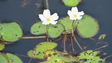 Nymphoides aquatica veya muz zambağı. Menyanthaceae 'de bir su bitkisi. Bu yaygın bir isim. Su muzu bitkisi, muz zambağı ve yüzen büyük sanat. Kökü muz gibidir. Beyaz zambak. 