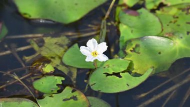 Nymphoides aquatica veya muz zambağı. Menyanthaceae 'de bir su bitkisi. Bu yaygın bir isim. Su muzu bitkisi, muz zambağı ve yüzen büyük sanat. Kökü muz gibidir. Beyaz zambak. 