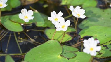 Nymphoides aquatica veya muz zambağı. Menyanthaceae 'de bir su bitkisi. Bu yaygın bir isim. Su muzu bitkisi, muz zambağı ve yüzen büyük sanat. Kökü muz gibidir. Beyaz zambak. 