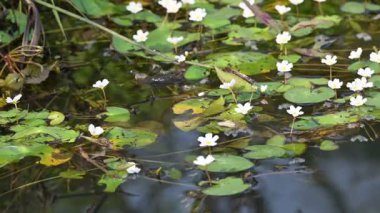 Nymphoides aquatica veya muz zambağı. Menyanthaceae 'de bir su bitkisi. Bu yaygın bir isim. Su muzu bitkisi, muz zambağı ve yüzen büyük sanat. Kökü muz gibidir. Beyaz zambak. 