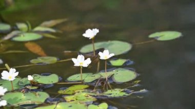 Nymphoides aquatica veya muz zambağı. Menyanthaceae 'de bir su bitkisi. Bu yaygın bir isim. Su muzu bitkisi, muz zambağı ve yüzen büyük sanat. Kökü muz gibidir. Beyaz zambak. 