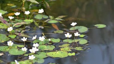 Nymphoides aquatica veya muz zambağı. Menyanthaceae 'de bir su bitkisi. Bu yaygın bir isim. Su muzu bitkisi, muz zambağı ve yüzen büyük sanat. Yavaş çekim videosu. 