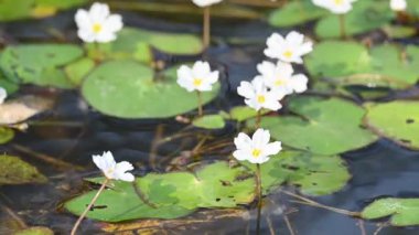 Nymphoides aquatica veya muz zambağı. Menyanthaceae 'de bir su bitkisi. Bu yaygın bir isim. Su muzu bitkisi, muz zambağı ve yüzen büyük sanat. Yavaş çekim videosu. 