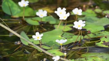 Nymphoides aquatica veya muz zambağı. Menyanthaceae 'de bir su bitkisi. Bu yaygın bir isim. Su muzu bitkisi, muz zambağı ve yüzen büyük sanat. Yavaş çekim videosu. 