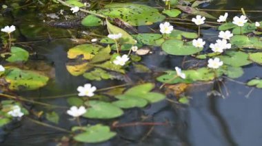 Nymphoides aquatica veya muz zambağı. Menyanthaceae 'de bir su bitkisi. Bu yaygın bir isim. Su muzu bitkisi, muz zambağı ve yüzen büyük sanat. Yavaş çekim videosu. 
