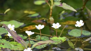 Nymphoides aquatica veya muz zambağı. Menyanthaceae 'de bir su bitkisi. Bu yaygın bir isim. Su muzu bitkisi, muz zambağı ve yüzen büyük sanat. Yavaş çekim videosu. 