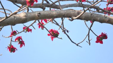 Bombax ceiba ağacı çiçeği. Yaygın adı pamuk ağacı, Malabar pamuk ağacı, kırmızı ipek pamuk ağacı, kırmızı pamuk ağacı, ipek pamuk ağacı ve kapok..