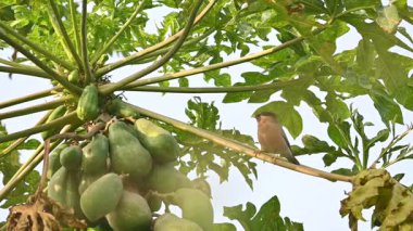 Papaya ağacındaki Brahminy Starlingorbrahminy Myna. Bu kuş papaya ağacının dalında oturuyor. Sturnia pagodarum. Starling kuş familyasının bir üyesidir. Yavaş çekim videosu. 