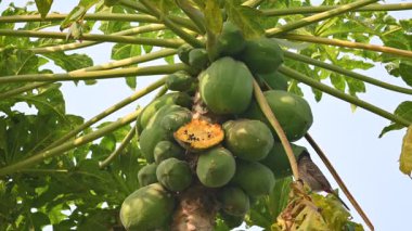 Brahminy Starling olgun papaya yiyor. Bu kuş ağaçta olgun papaya meyveleri yiyor. Bu yaygın bir isimdir. Myna ve Sturnia pagodarum. Starling kuş ailesinin bir üyesidir..