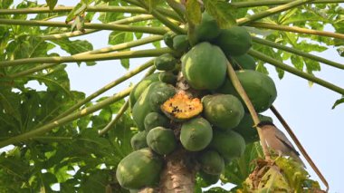 Brahminy Starling olgun papaya yiyor. Bu kuş ağaçta olgun papaya meyveleri yiyor. Bu yaygın bir isimdir. Myna ve Sturnia pagodarum. Starling kuş ailesinin bir üyesidir..