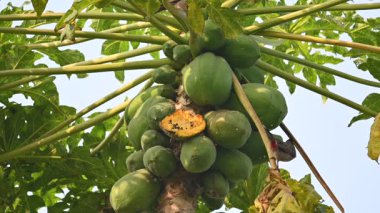 Brahminy Starling olgun papaya yiyor. Bu kuş ağaçta olgun papaya meyveleri yiyor. Bu yaygın bir isimdir. Myna ve Sturnia pagodarum. Starling kuş familyasının bir üyesidir. Yavaş çekim videosu.