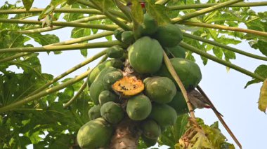 Brahminy Starling olgun papaya yiyor. Bu kuş ağaçta olgun papaya meyveleri yiyor. Bu yaygın bir isimdir. Myna ve Sturnia pagodarum. Starling kuş familyasının bir üyesidir. Yavaş çekim videosu.