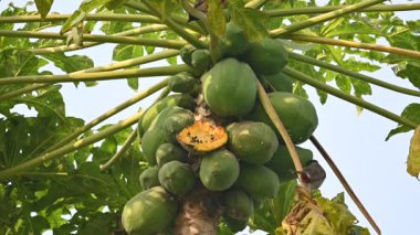 Brahminy Starling olgun papaya yiyor. Bu kuş ağaçta olgun papaya meyveleri yiyor. Bu yaygın bir isimdir. Myna ve Sturnia pagodarum. Starling kuş familyasının bir üyesidir. Yavaş çekim videosu.