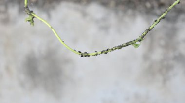 Siyah fasulye yaprak biti böcekleri. Siyah fasulye yaprağı Aphis cinsinde küçük siyah bir böcektir. Kuramsal Hemiptera 'nın üyesidir. Diğer isimleri: Kara sinek, yaprak biti, aphis masalı ve yaprak biti..