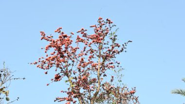Ama monosperma çiçekleri. Buteanative 'in bir türüdür. Kereste, reçine, yem, ilaç ve boya için kullanılır. Diğer adı ormanın alevi ve piç meşesi. Turuncu Palas çiçeği.