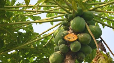 Brahminy Starling olgun papaya yiyor. Bu kuş ağaçta olgun papaya meyveleri yiyor. Bu yaygın bir isimdir. Myna ve Sturnia pagodarum. Starling kuş ailesinin bir üyesidir..