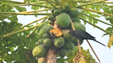 Asya koeli ya da Eudinnamys skolopaceus kuşu olgun papaya yiyor. Cuculidae familyasından Cuculidae familyasının bir üyesidir. Hint Altkıtası ve Güneydoğu Asya 'da bulunur. Erkek Asya koeli.