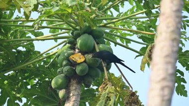 Asya koeli ya da Eudinnamys skolopaceus kuşu olgun papaya yiyor. Cuculidae familyasından Cuculidae familyasının bir üyesidir. Hint Altkıtası ve Güneydoğu Asya 'da bulunur. Yavaş çekim videosu. 
